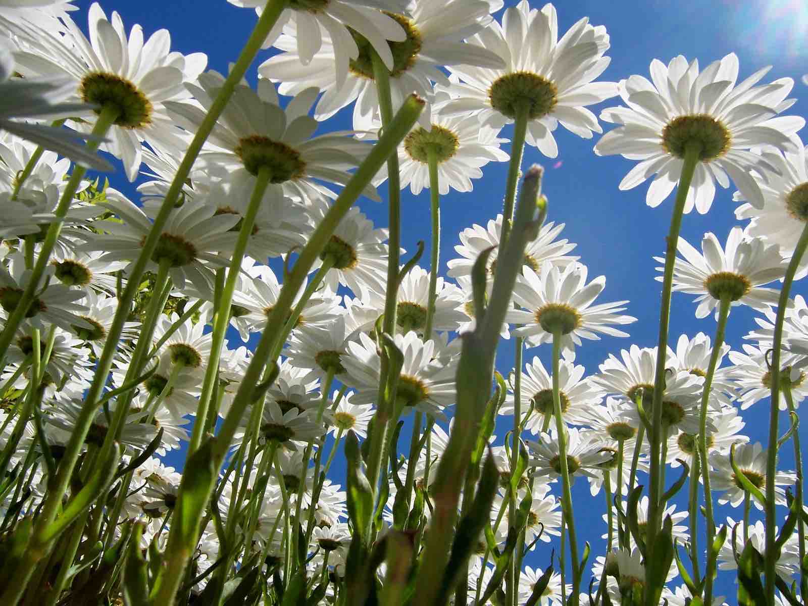 Festa di primavera