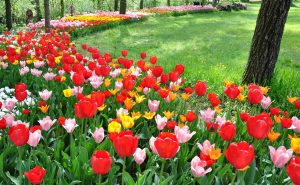 GG messer tulipano 20191