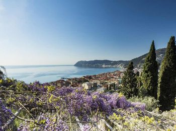 Glicini in fiore a Villa della Pergola ad aprile