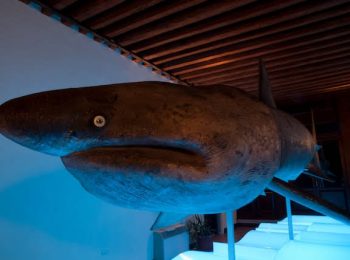 Museo della Laguna Sud e Museo G. Olivi – Chioggia (VE)