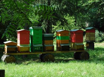 Maggio in Orto Botanico di Torino, tra flora e fauna ronzante