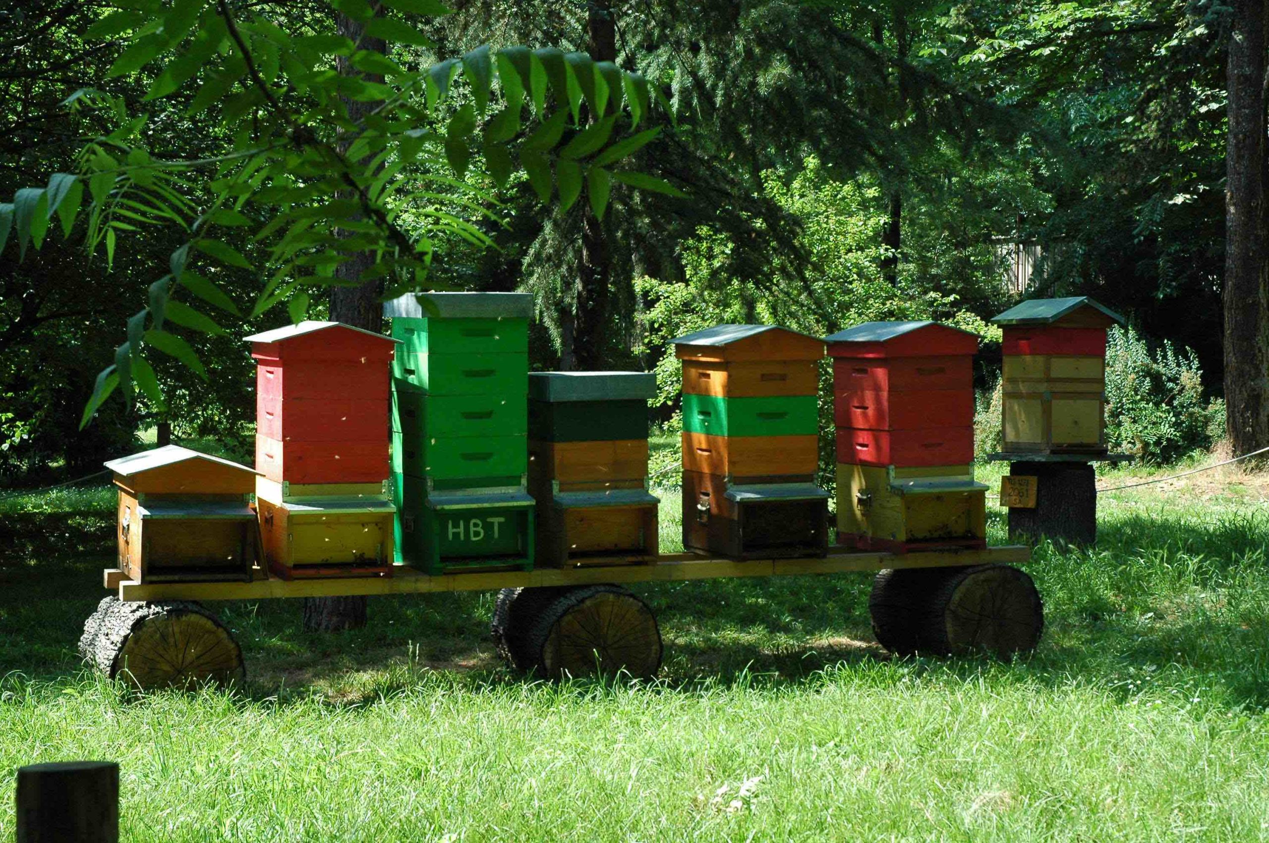 Maggio in Orto Botanico di Torino, tra flora e fauna ronzante