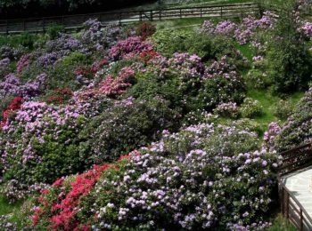 Oasi Zegna in maggio: arriva la fioritura nella Conca dei Rododendri