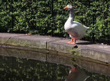 Giugno in Orto Botanico di Torino, tra flora e fauna ronzante