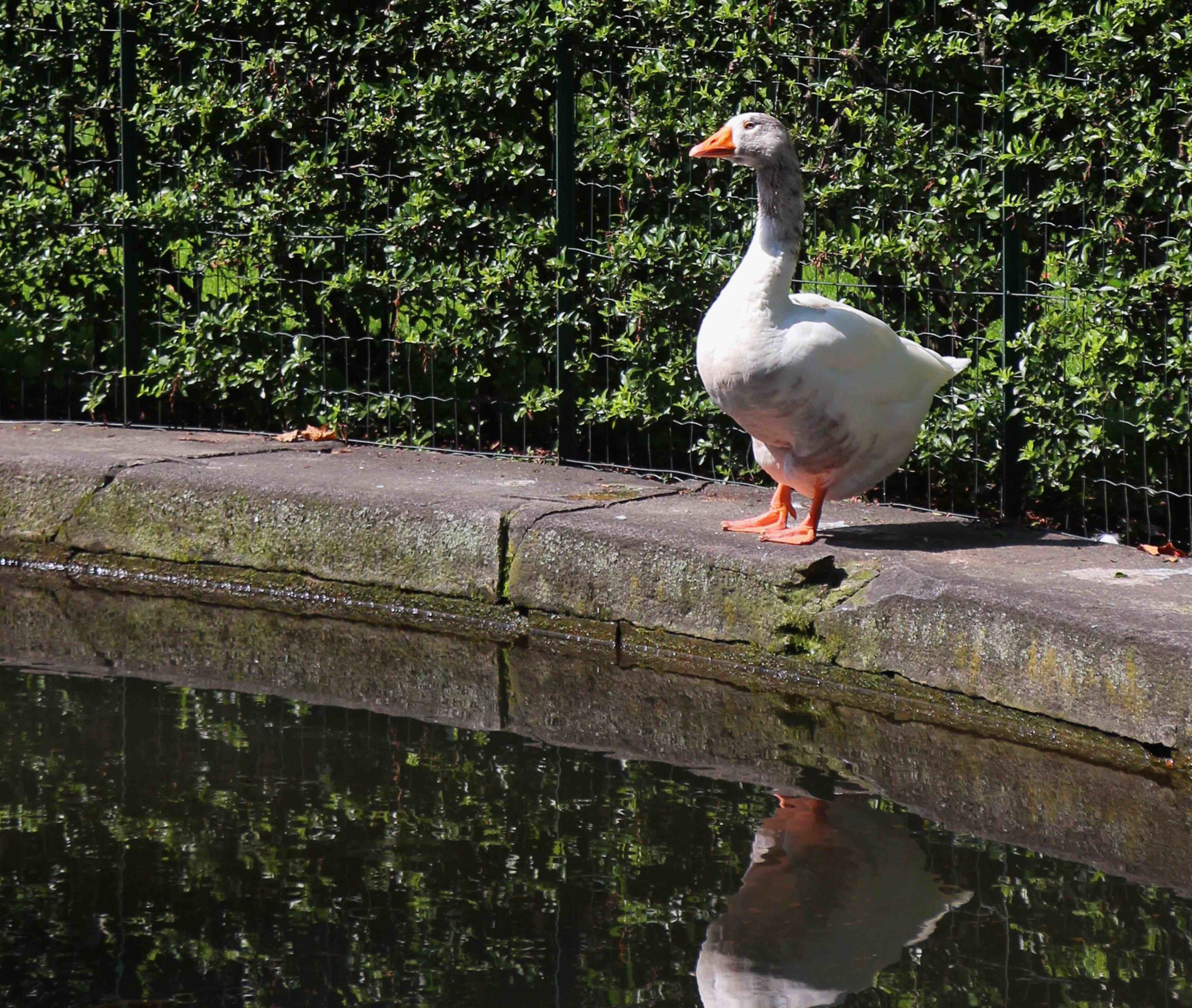 Giugno in Orto Botanico di Torino, tra flora e fauna ronzante