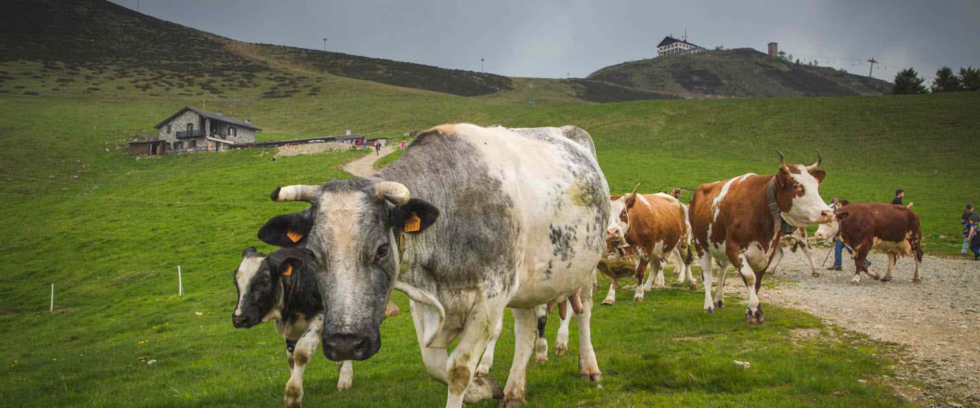 Oasi Zegna in giugno è giornata in alpeggio