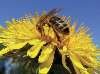 In Cascina Santa Brera giugno è avventura nella natura