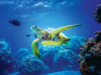 Dove vedere le tartarughe marine