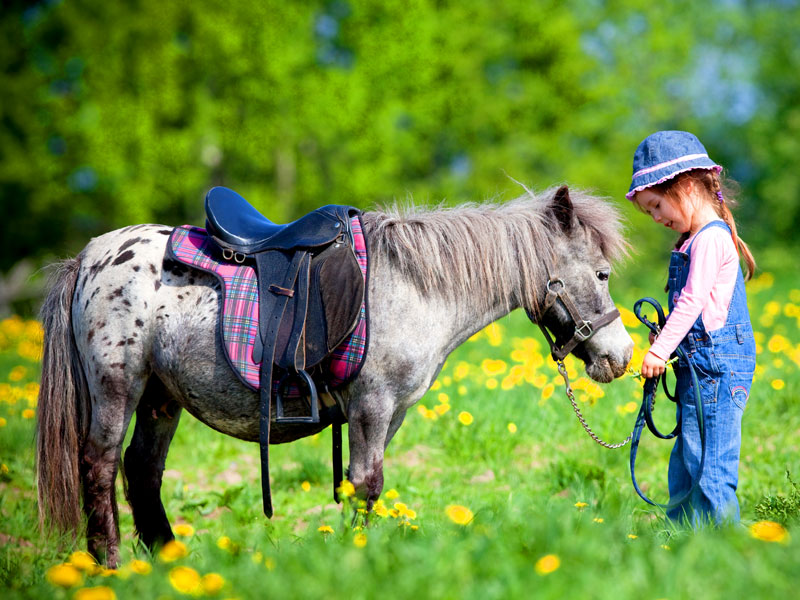 English summer camp: natura, sport e pony