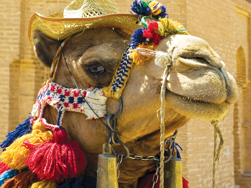Iran cammelli