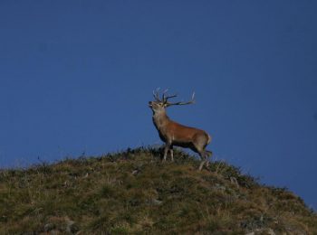 Parchi delle Alpi Cozie a settembre