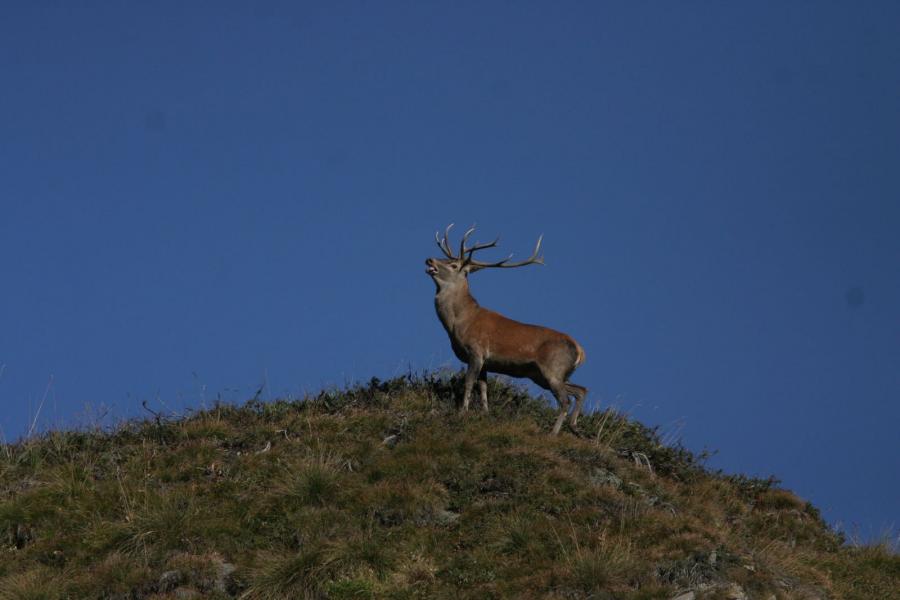 Parchi delle Alpi Cozie a settembre