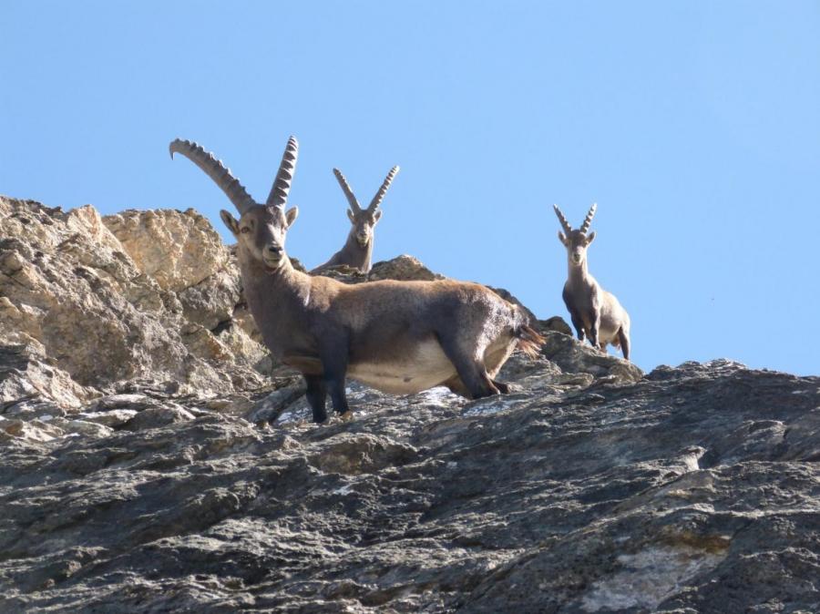 GG parchi delle alpi cozie a settembre1