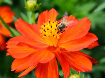 Settembre in Orto Botanico di Torino, tra flora e fauna ronzante