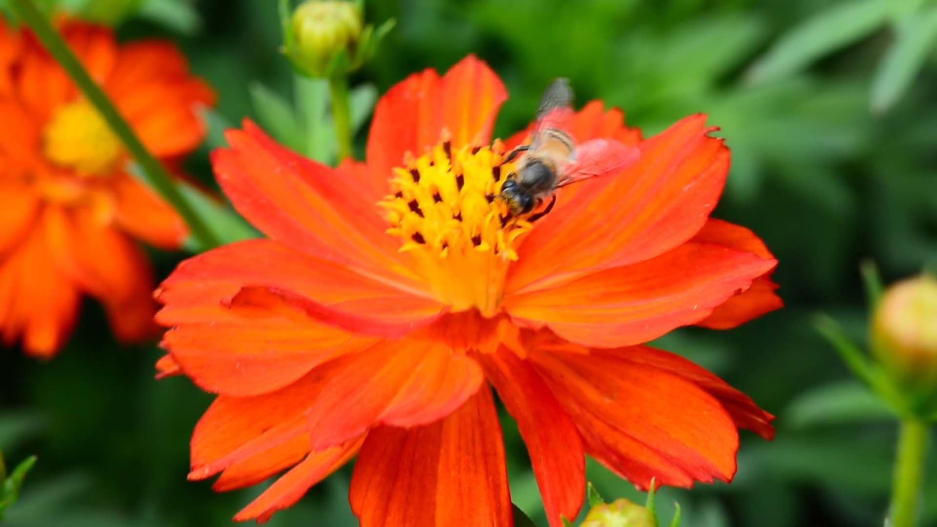 Settembre in Orto Botanico di Torino, tra flora e fauna ronzante