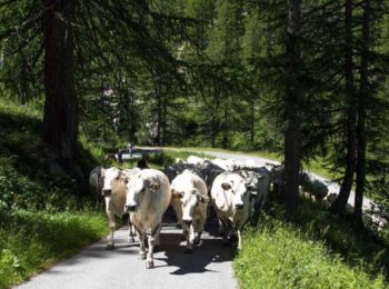 La Transumanza