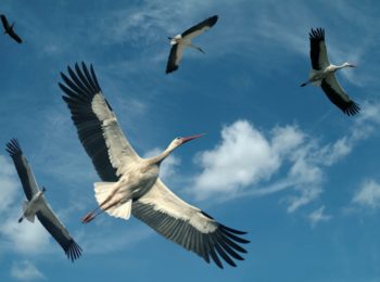 In Cascina Santa Brera ottobre è avventura nella natura