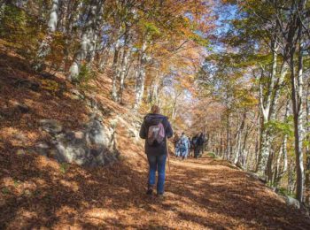Oasi Zegna in ottobre è Foliage