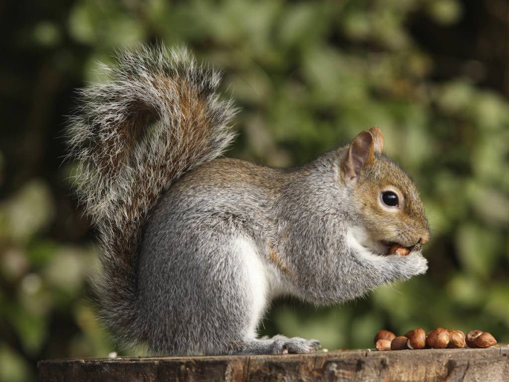 Ottobre in Orto Botanico di Torino, tra flora e fauna ronzante