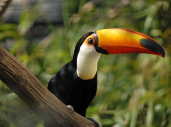 Alla ricerca del tucano