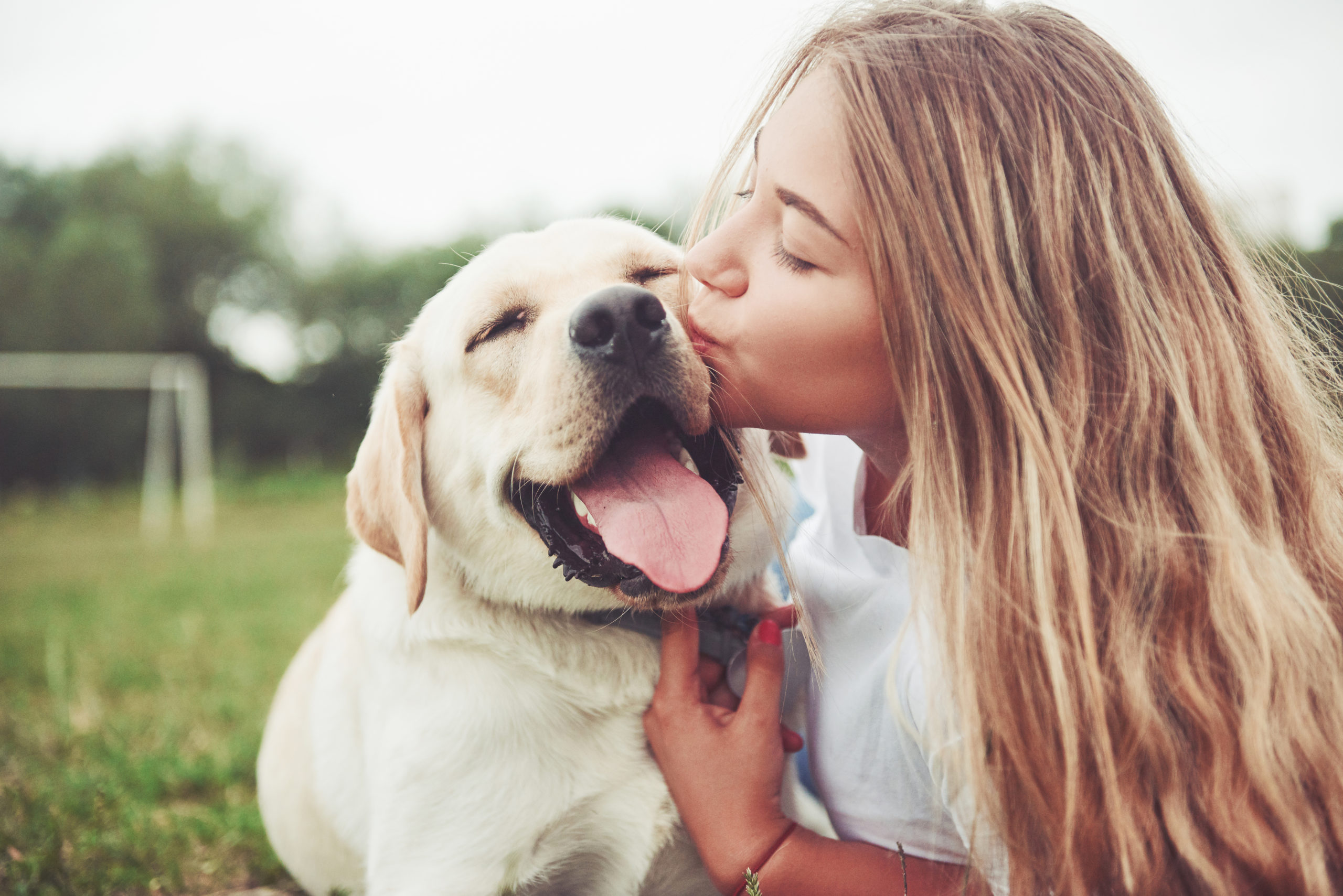 dog therapy