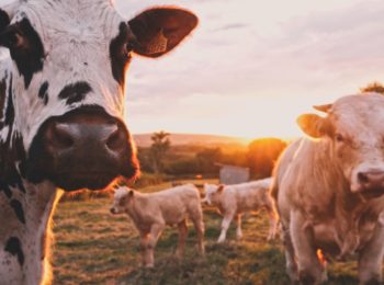 Attenzione alla carne che costa poco: meglio poca ma buona