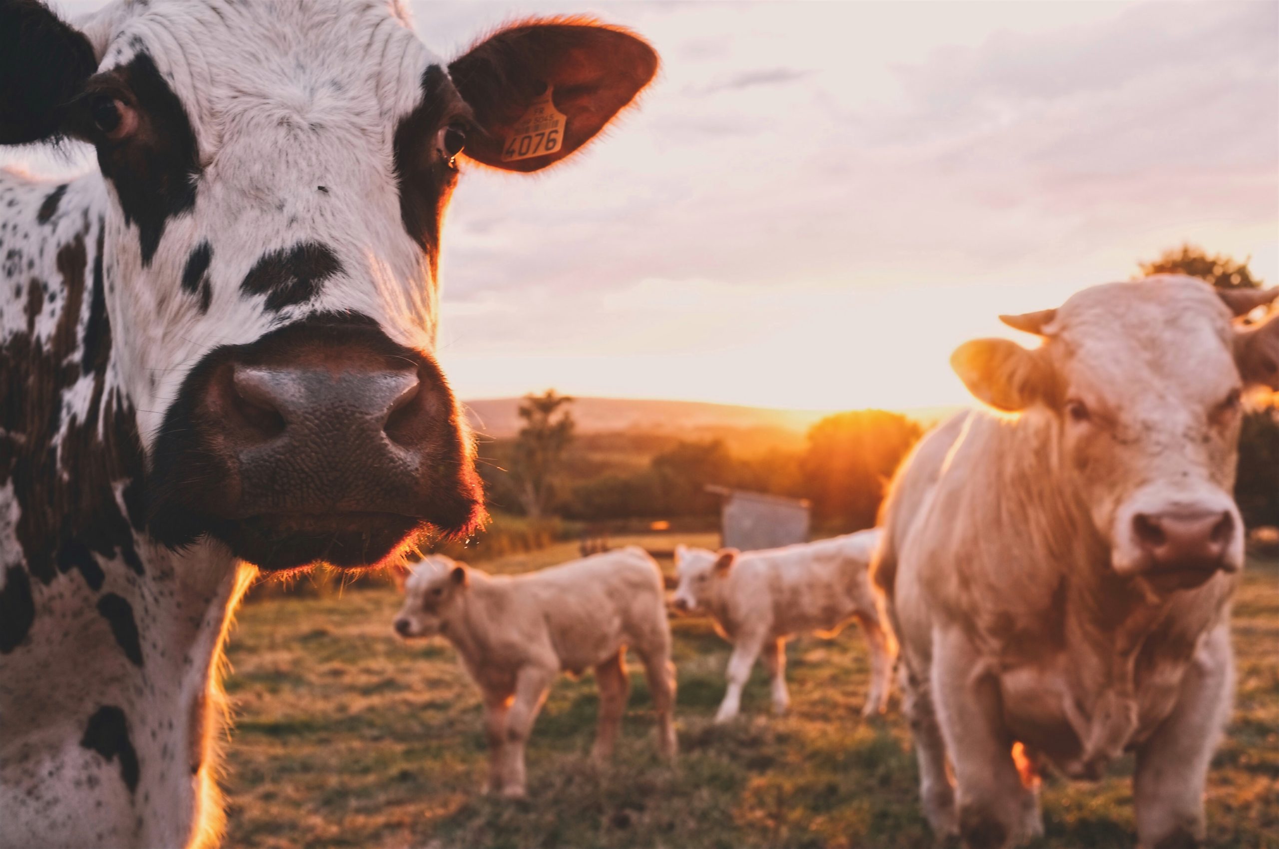 Attenzione alla carne che costa poco: meglio poca ma buona