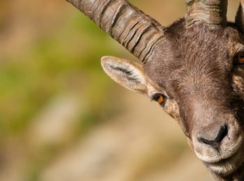 Con Naturalp ad aprile, eventi a misura di famiglia