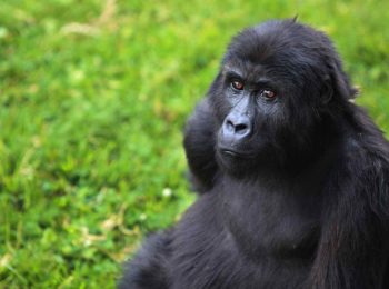 Viaggiare da casa: 5 webcam per osservare gli animali