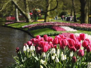 Tulipani e altri giardini: la “passeggiata” in virtual tour