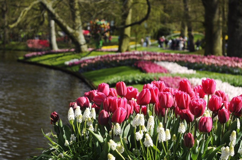 Tulipani e altri giardini: la “passeggiata” in virtual tour