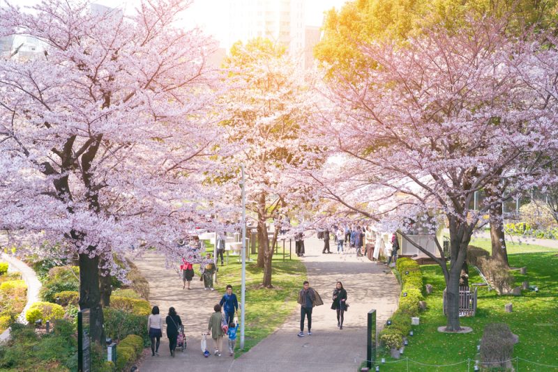 sakura tokyo