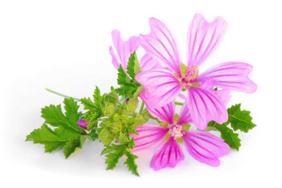 difese immunitarie malva