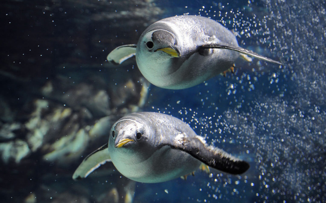 Acquario di Genova: i bambini entrano gratis