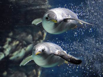 Acquario di Genova: i bambini entrano gratis