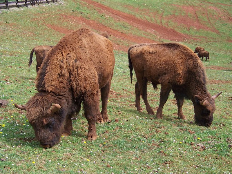 vedere i bisonti in Italia