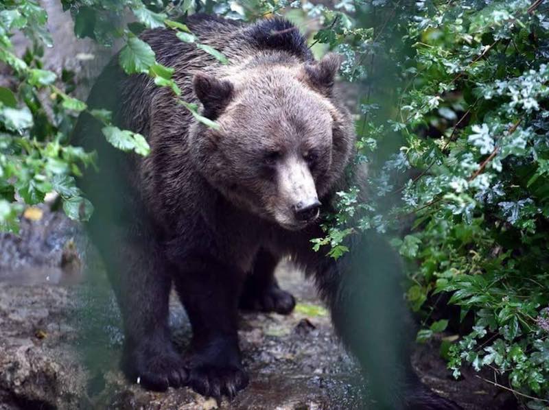 orso in trentino