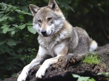 Animali selvatici (e dove trovarli)