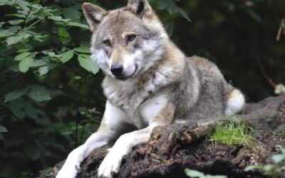 Animali selvatici (e dove trovarli)
