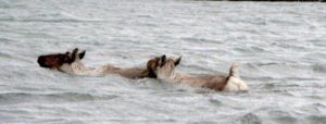 Swimming reindeer