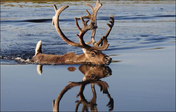 swimming reindeer