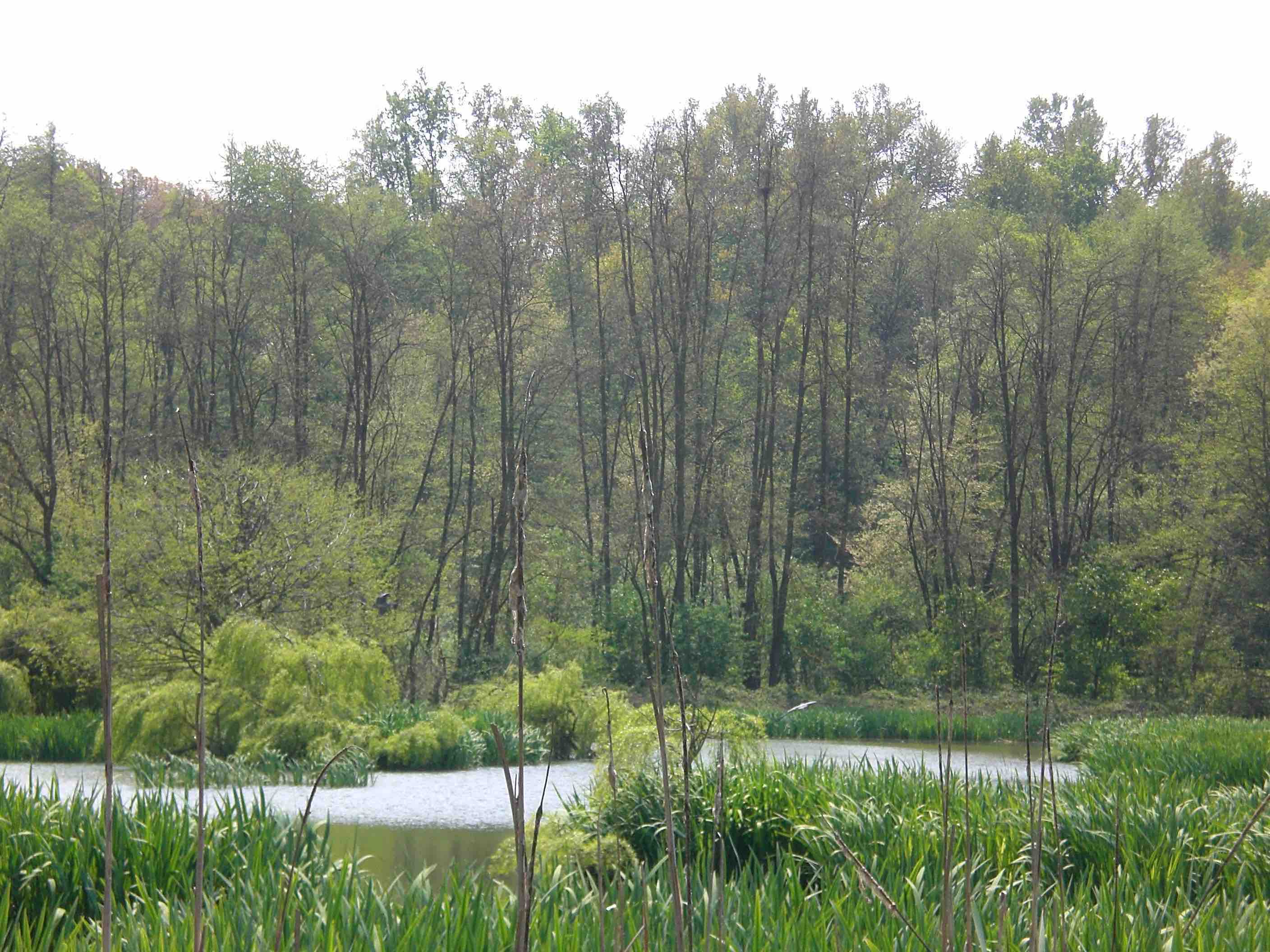 GG festa nazionale degli alberi forest theraphy 3