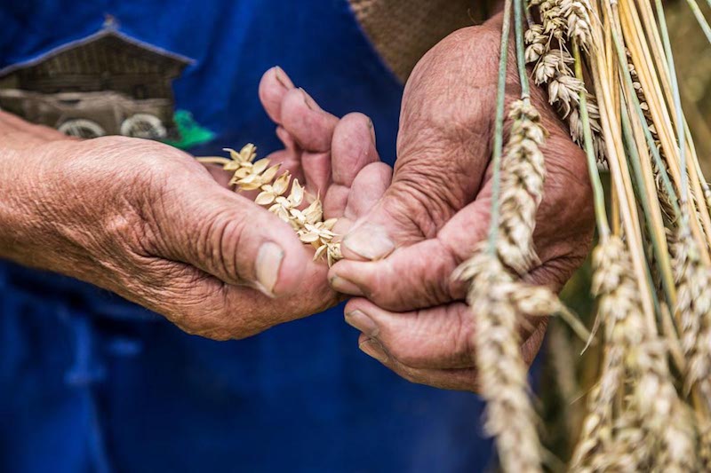 Terra Madre Salone del Gusto 2020: our food, our planet, our future