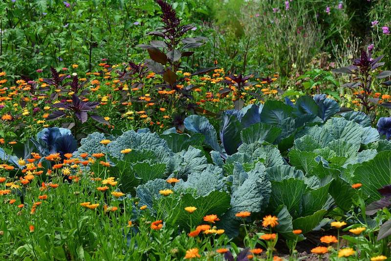 food forest