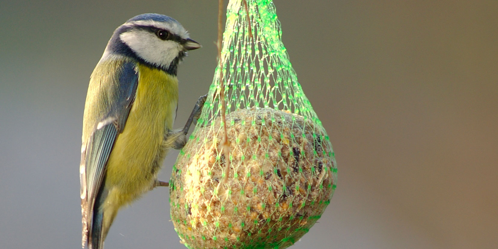 Bird feeding station