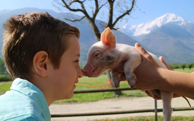 Una giornata in fattoria a Milano e dintorni