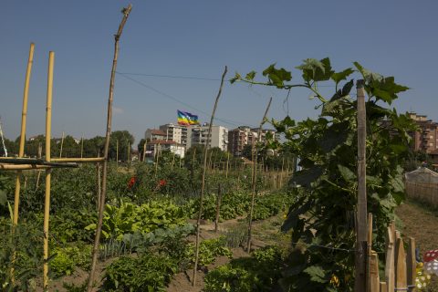 Orti generali: l’orticoltura che rigenera la città