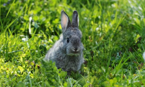 Cosa fare se scappa un coniglio e altri dubbi legali
