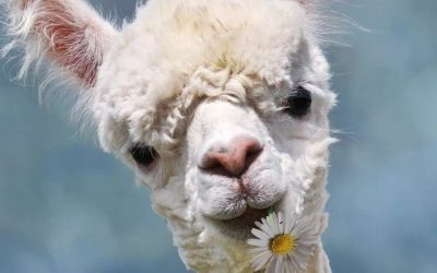 A passeggio con gli alpaca