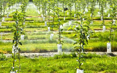 Pianta un albero e inquina meno